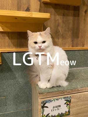 lgtm-cat-image